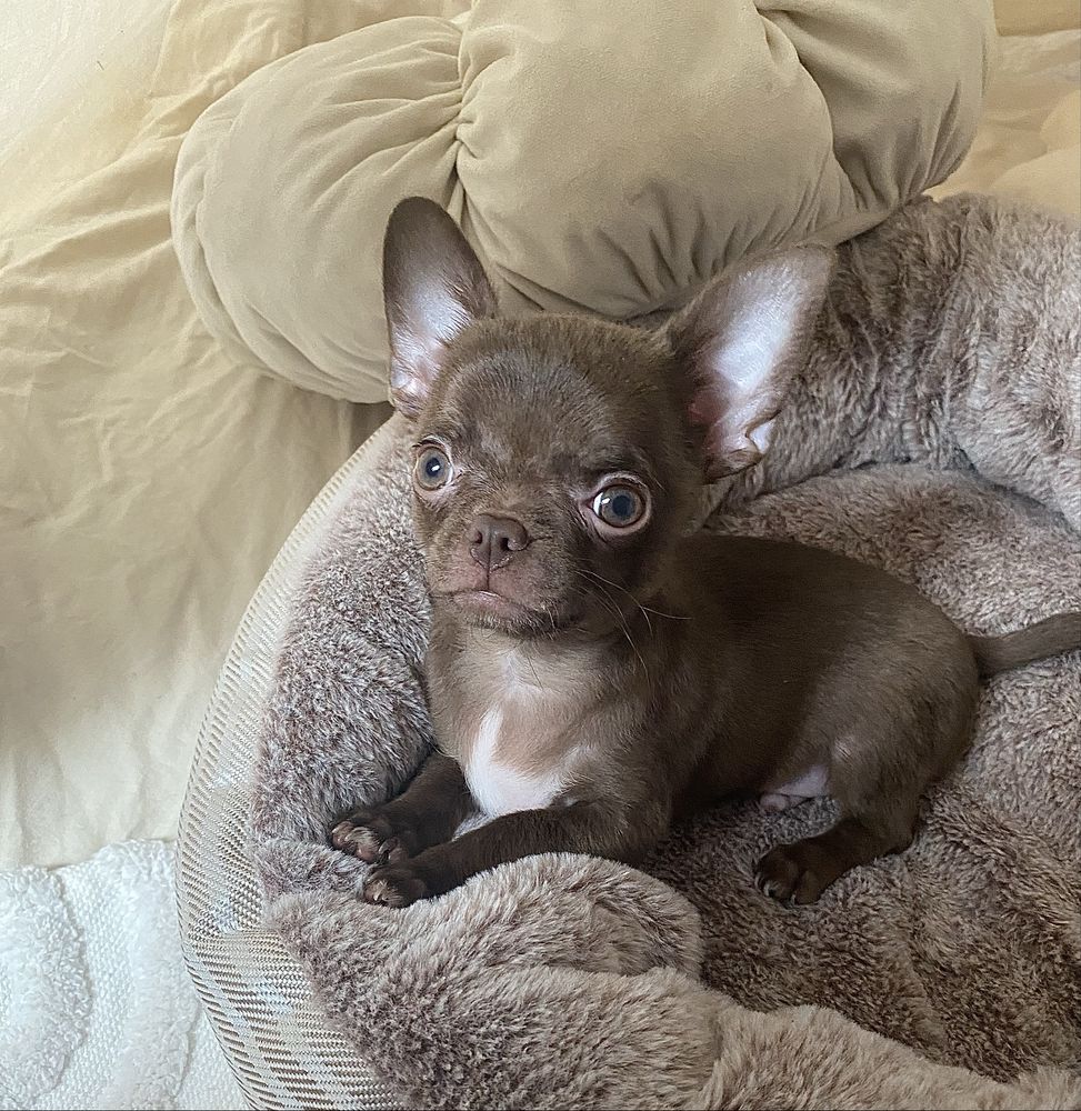 Chihuahua śliczny czekoladowy maluszek