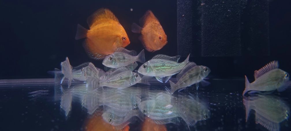 Ziemiojad geophagus sveni