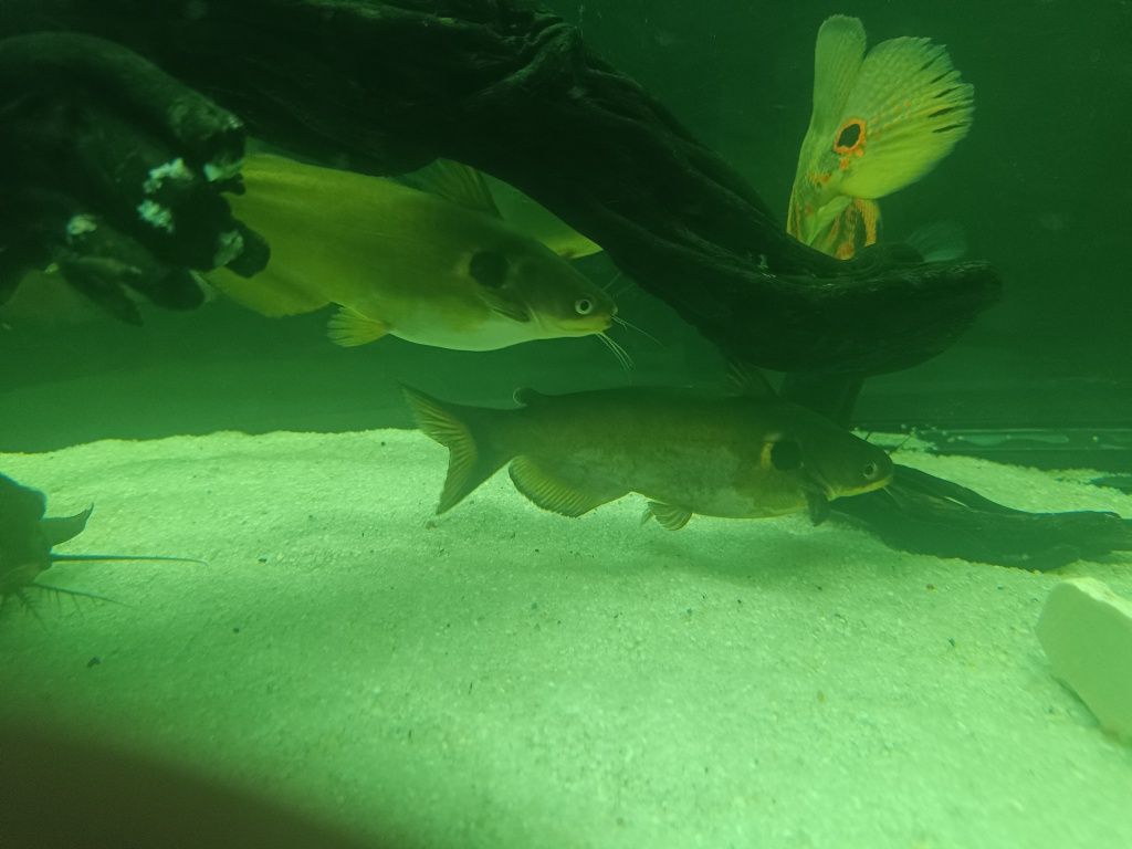 Troco por algum peixe Monster fish mesmo pequeno