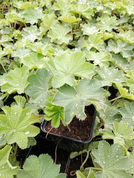 Przywrotnik ostroklapowy alchemila molis
Alchemilla mollis