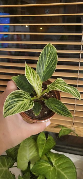 Filodendron birkin paseczki