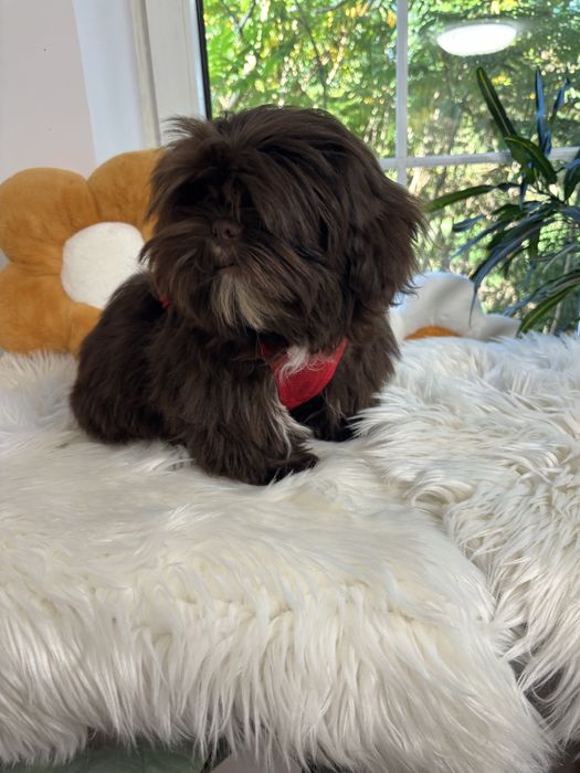 Shih tzu Czekolad z genem pełny rodowód ZHPR UCI