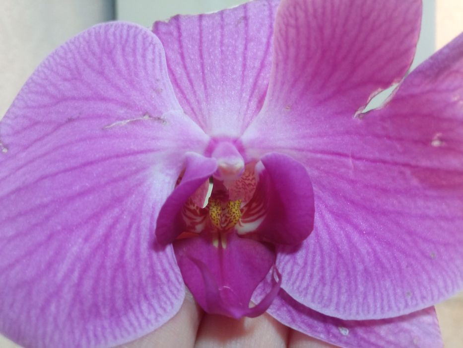 Орхідея (реанімашки)