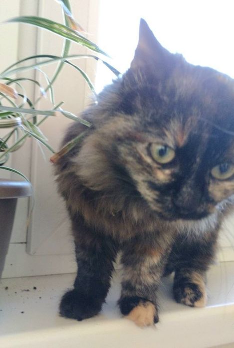 Шикарна кішечка 4-5 міс малишка