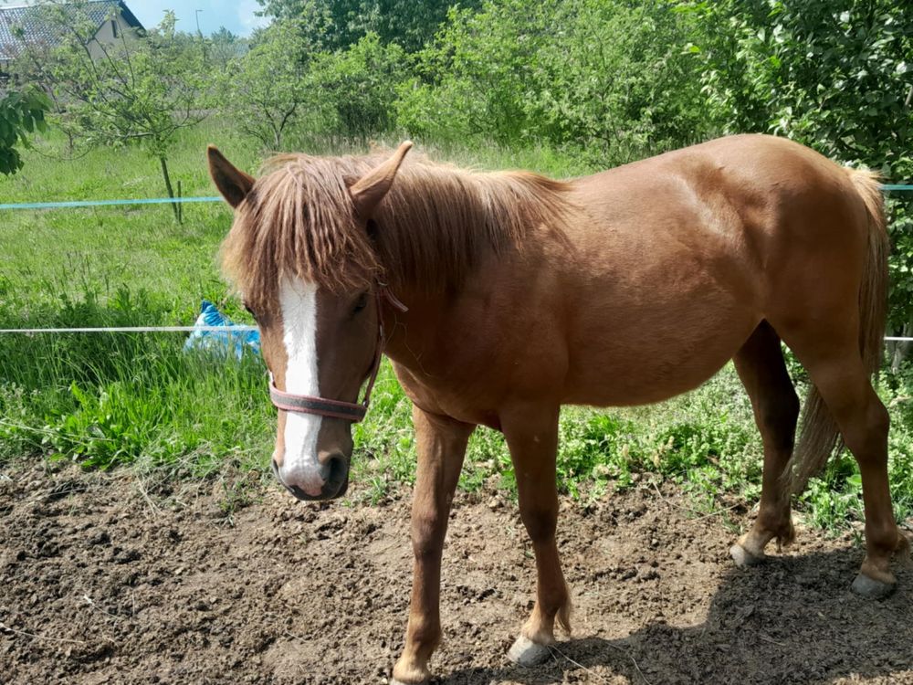 Sprzedam ogierka huculskiego