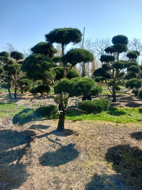 Bonsai-Niwaki Sosna Cis Jałowiec. Szmargad klon katalapa laurowiśnia