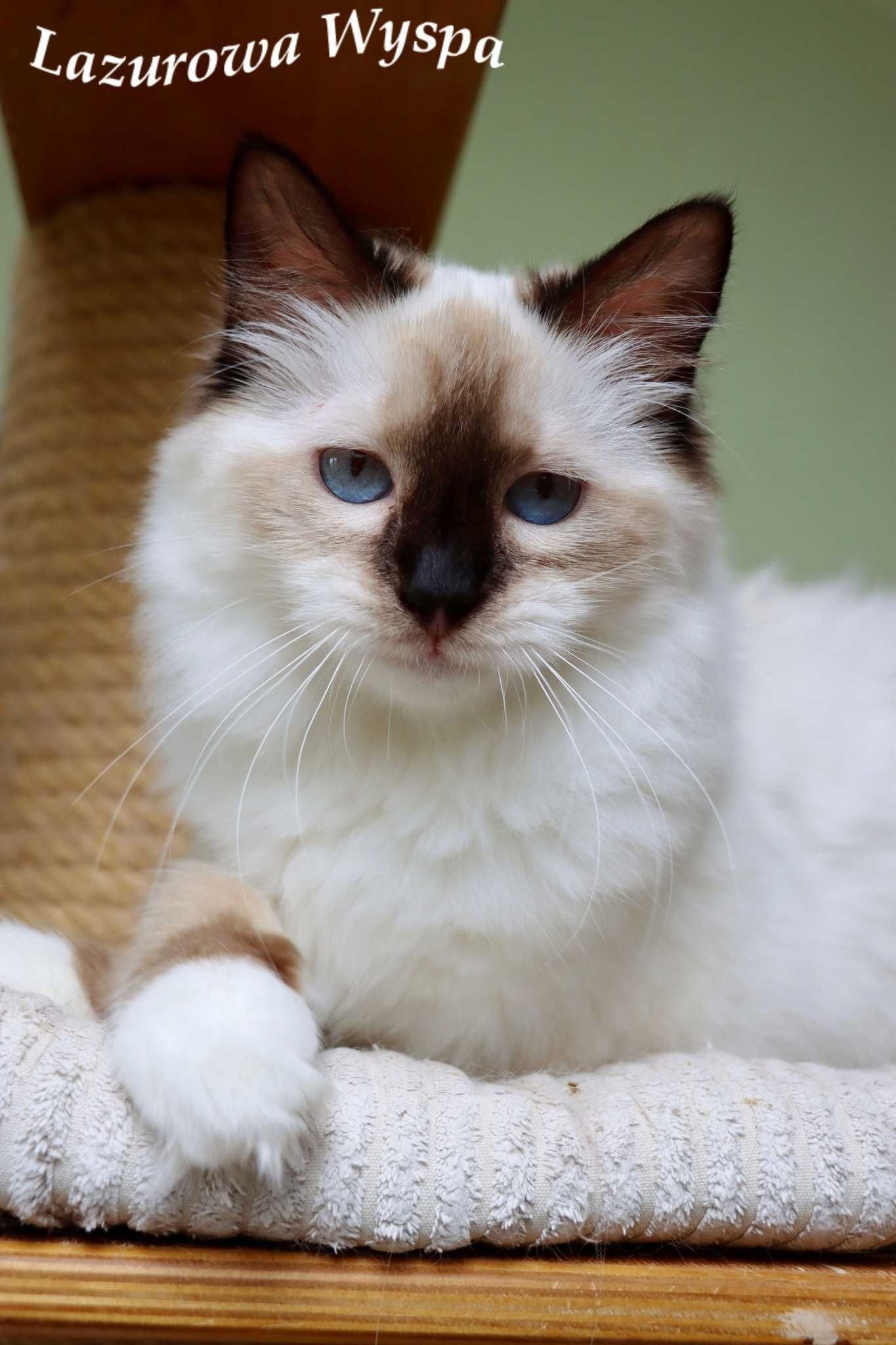 Eleonora ragdoll z Lazurowej Wyspy.