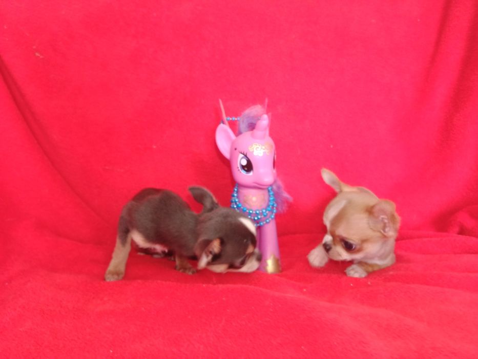 Кпасивый маленького размера