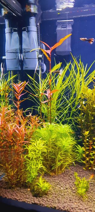 Rośliny z przycinki