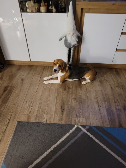 Oddam za darmo suczke Beagle