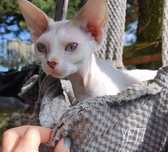 Devon rex Yeti - biały przystojniak