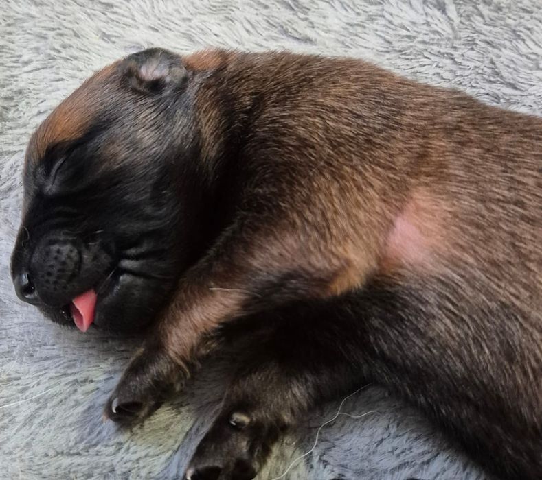 Owczarek Belgijski Malinois ZKwP FCI