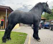 Ogier Percheron