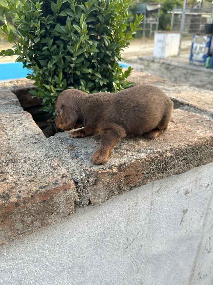 Magrnifico  menino  teckel pelo comprido