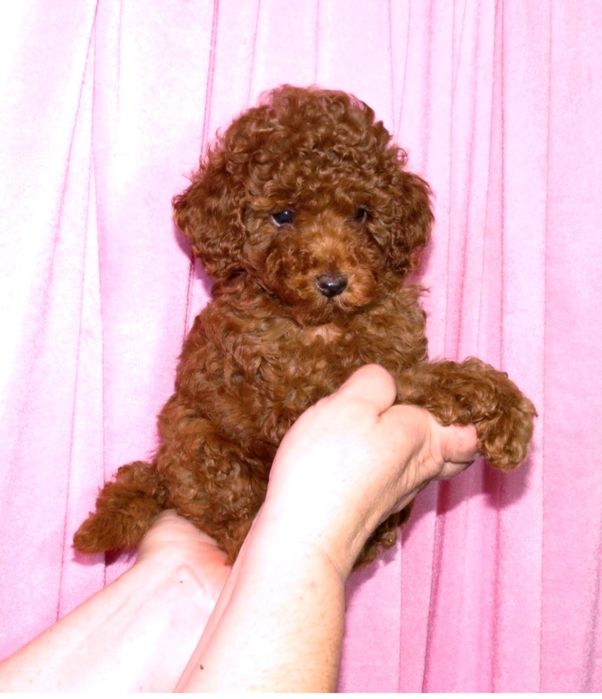 Той пудель Ред Браун с документами клуба ККУ