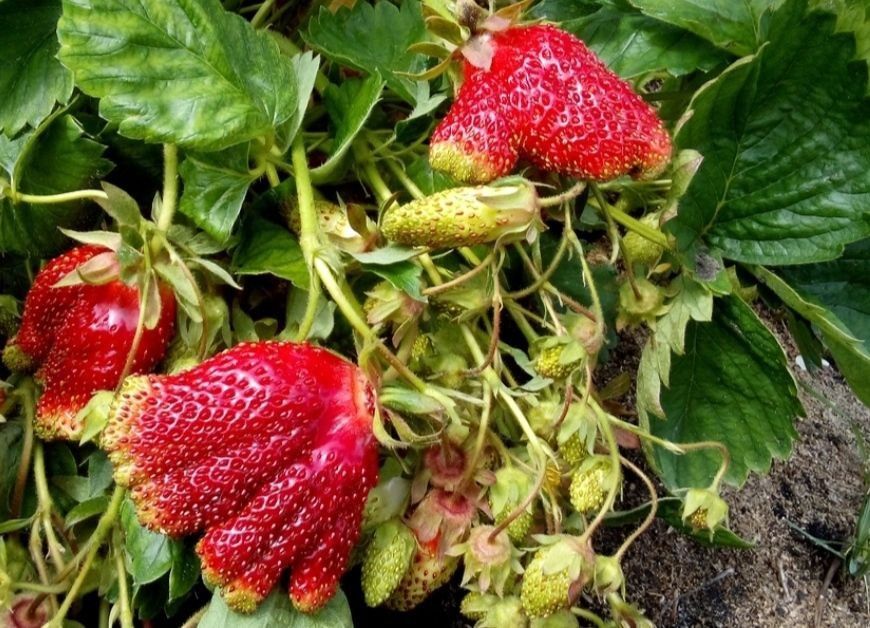 Саженцы земклубники Купчиха