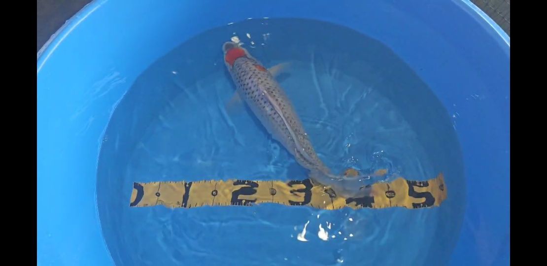 Koi Goshiki Maruten 40cm