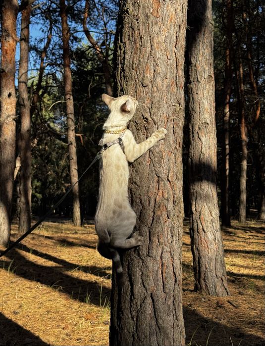 Снежный Бенгальский котенок