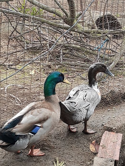 Ovos de pata Ruan galados