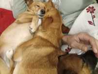 Creche pet e hospedagem