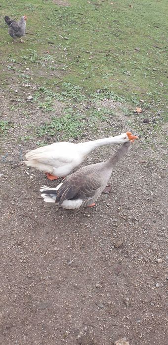 Vendo perus e gansos