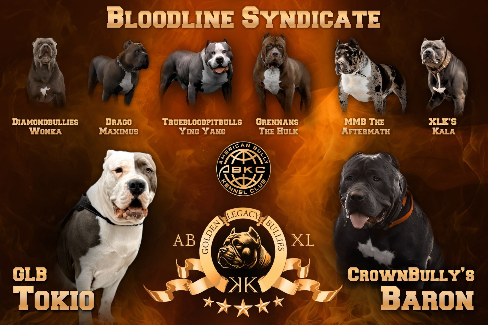 American Bully XL, GLB LUO YI