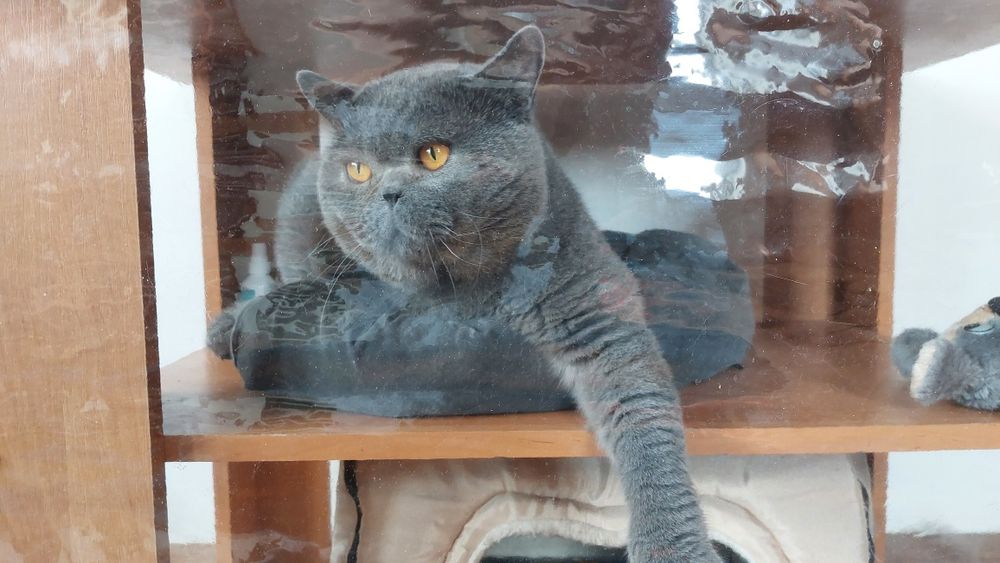 Folia ochronna na klatkę wystawową - 3 sztuki