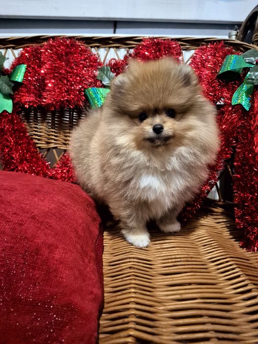 Tip Mis. Pomeranian. Piesek