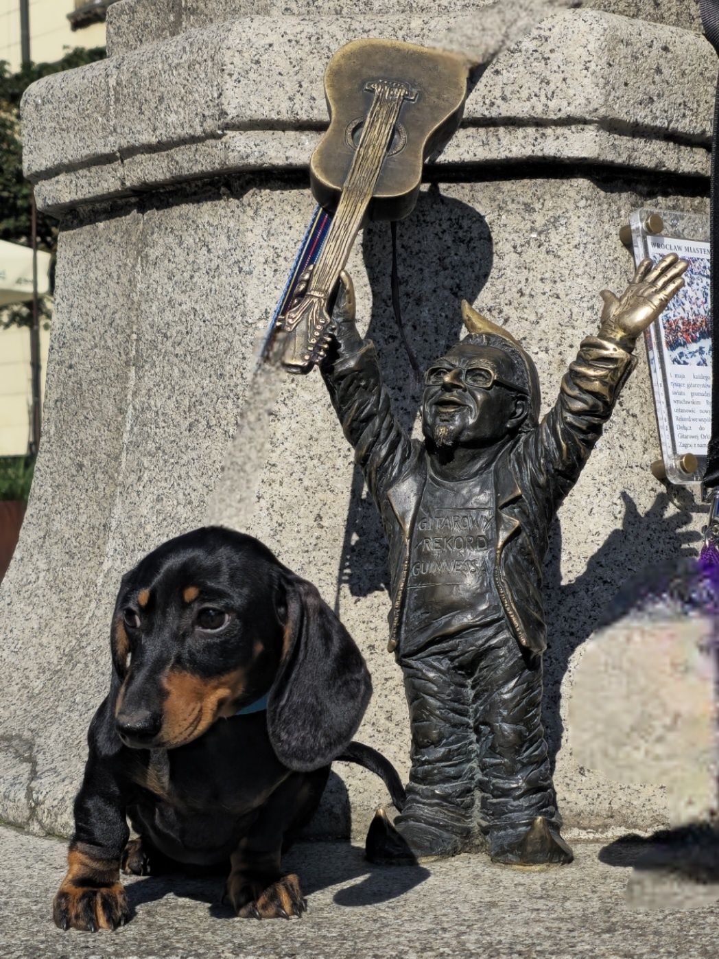 Jamnik krótkowłosy  miniaturowy