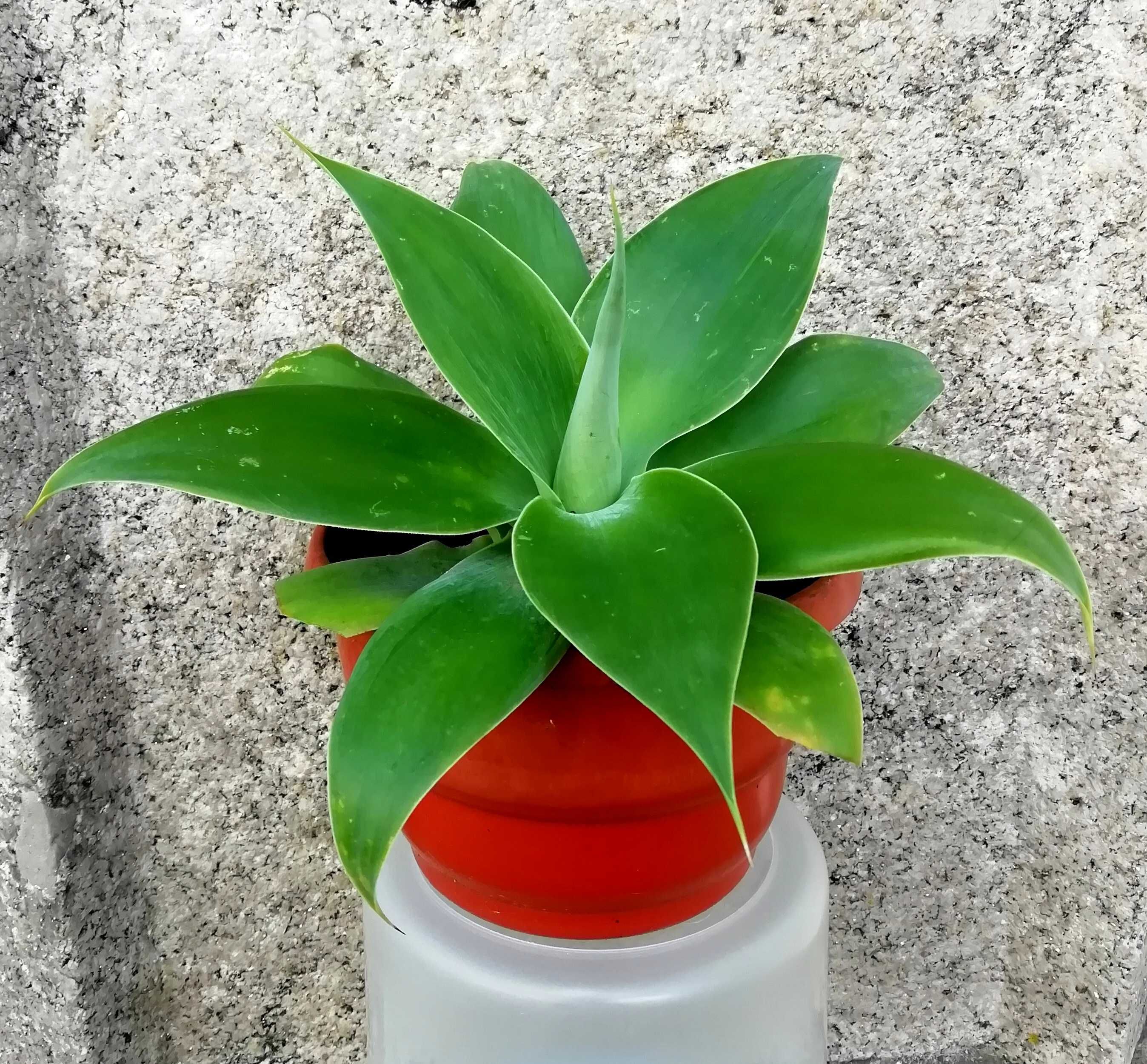 Planta suculenta Agave Attenuata em vaso - Dragão