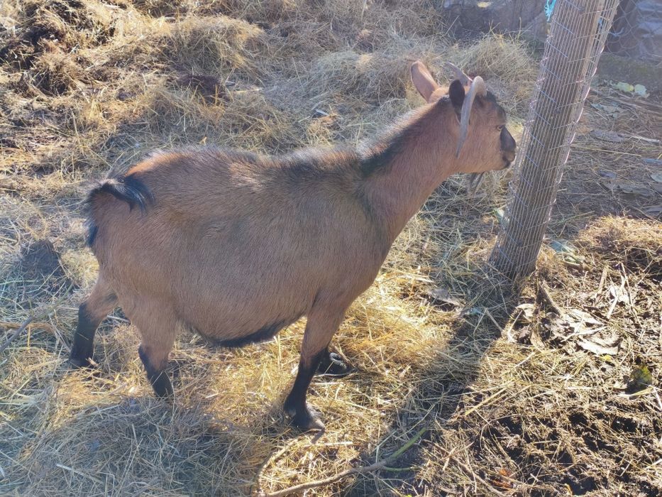 Vendo cabra anã prenha
