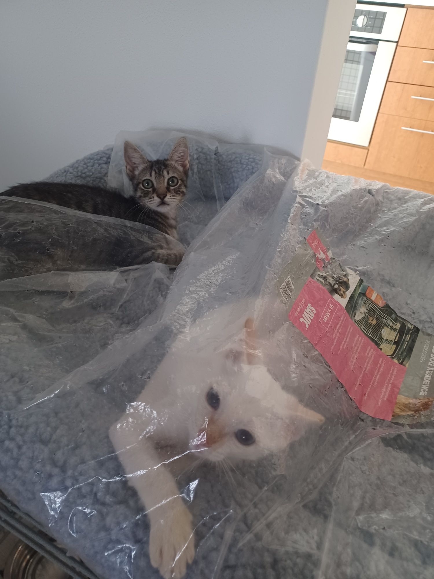 Gatinhos cinza bebés para adoção