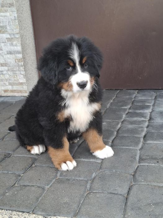 Berneński pies pasterski 8tyg z rodowodem