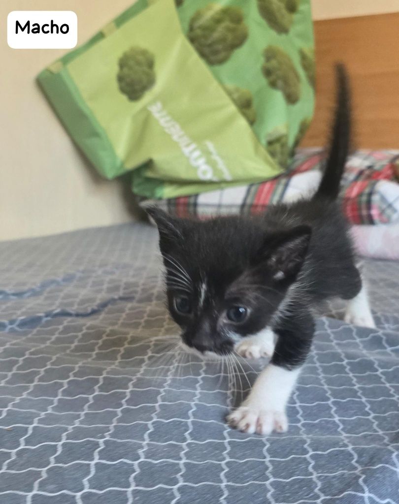 Doa-se gatinhos em Olhao