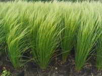 Ostnica, Stipa, Pony Tails trawa ozdobna