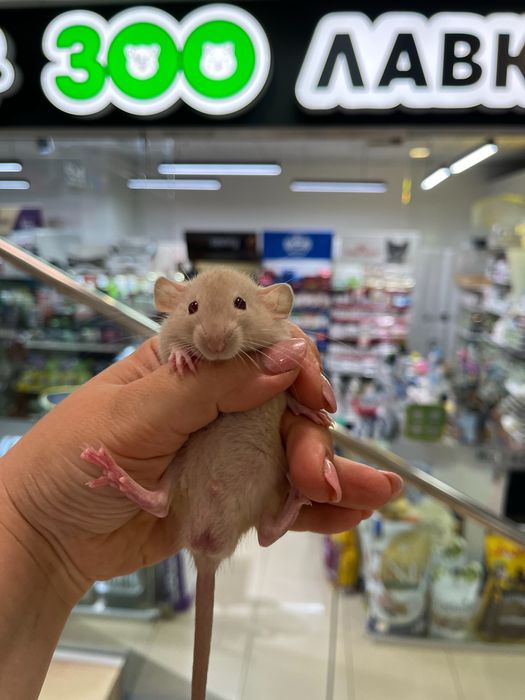 Декоративні пацючки (малюки) 1 міс