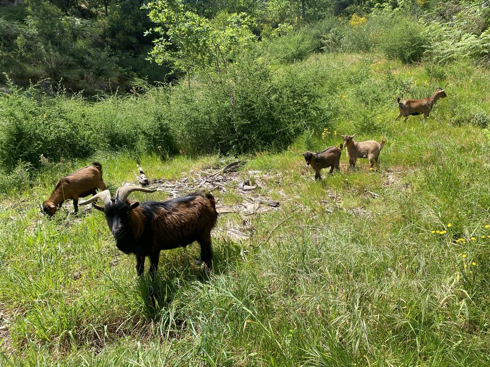 Cabras anas de estimacao