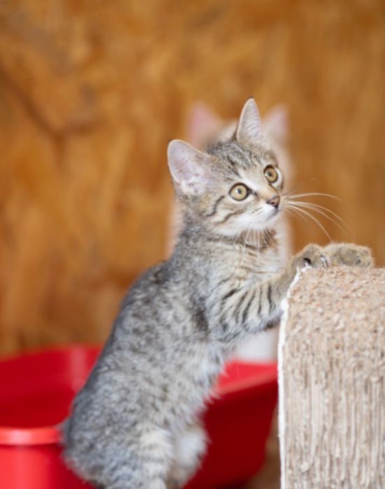 Кошечка Малибу 9 мес, интересный окрас, необычная кошка, котенок