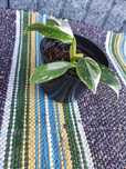 Philodendron White Wizard 3