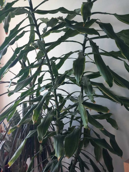 Dracena wonna 230 cm