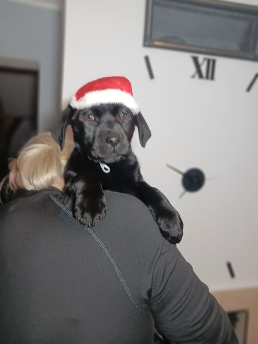 Labrador Retriever szczenie Wspaniałej Budowy Po ojcu pochodzenia FCI