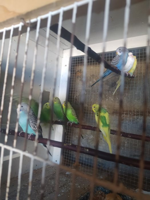 Periquitos australianos