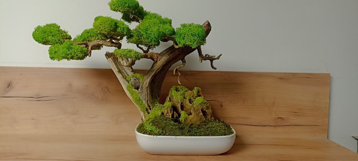 Drzewko BONSAI duże  mech chrobotek