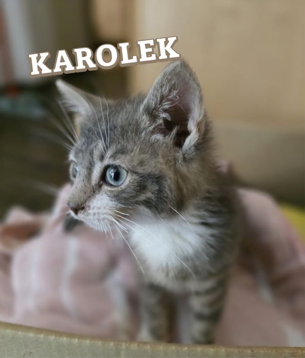 Małe kociaki szukają domków