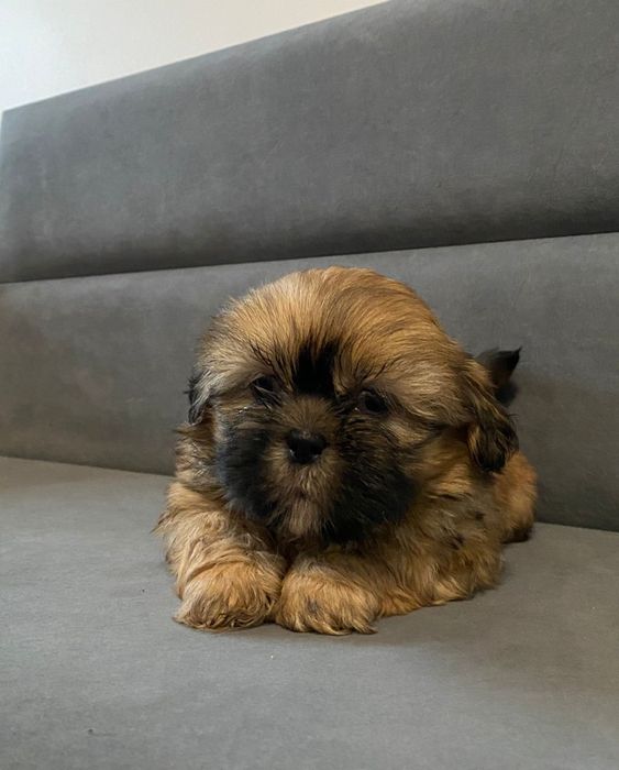 Shih tzu brązowy