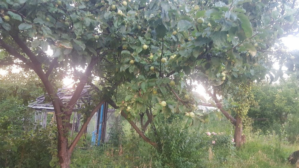Продам дом в ПГТ Маньковка