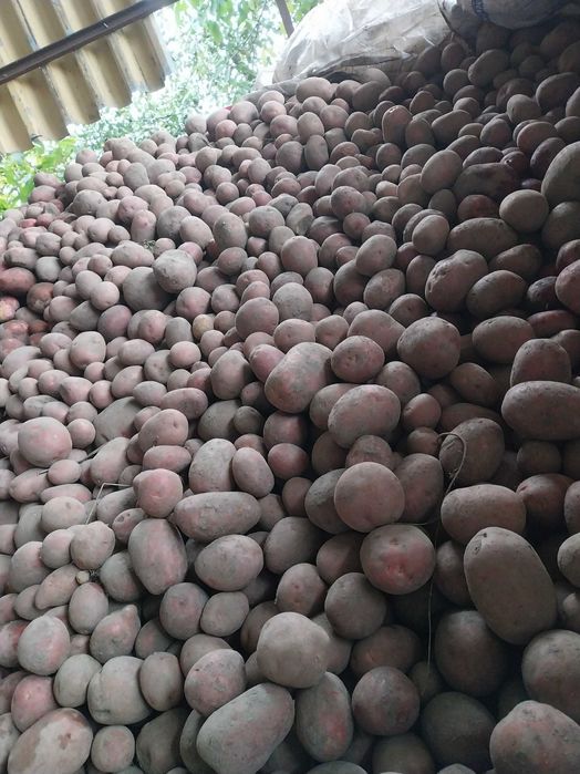 Kartofle,ziemniaki