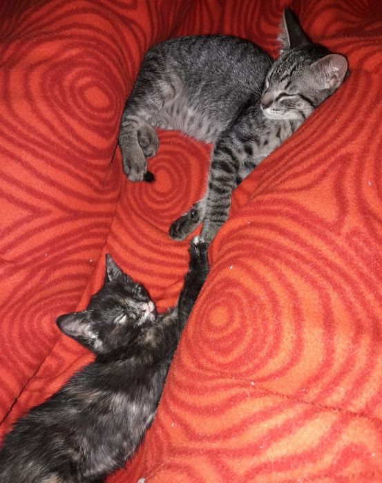 Petsitting Lisboa e dogwalking