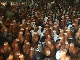 Nioski młode z własnej hodowli z wolnego wybiegu ! od 8 do 26 tyg.