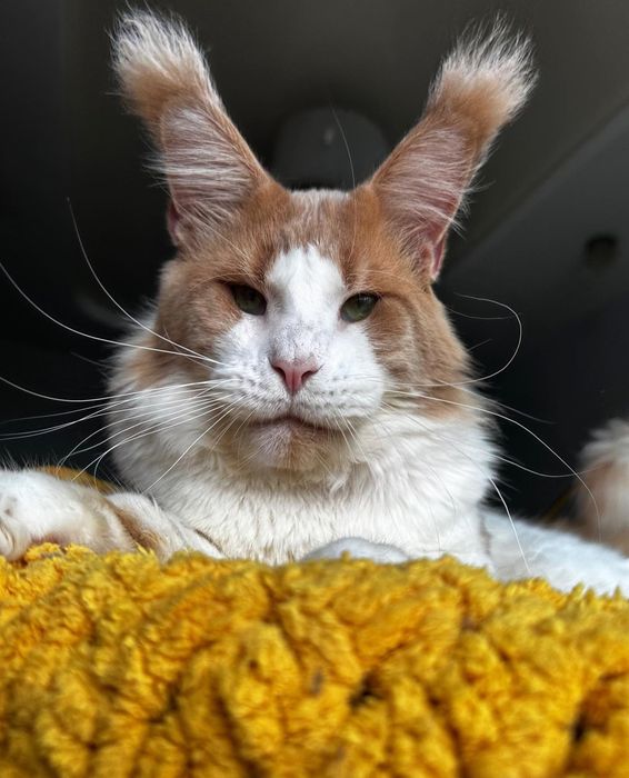 Роскошные котики Мейн-кун